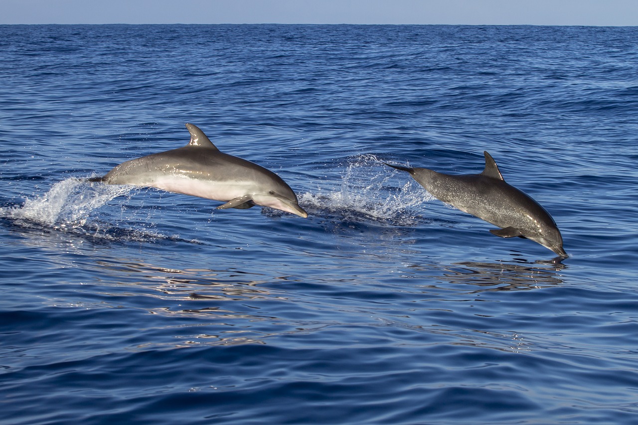 animal, dolphin, waters-3034431.jpg