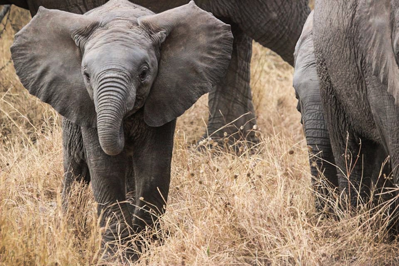 elephants, safari, africa-285515.jpg